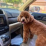 dog, poodle, brown, curly_fur, car_interior, car_seat, dashboard, gear_shift, side_mirror, window, sunlight, suburban, tree, house, pet, animal, happy, tongue_out, vehicle, seat