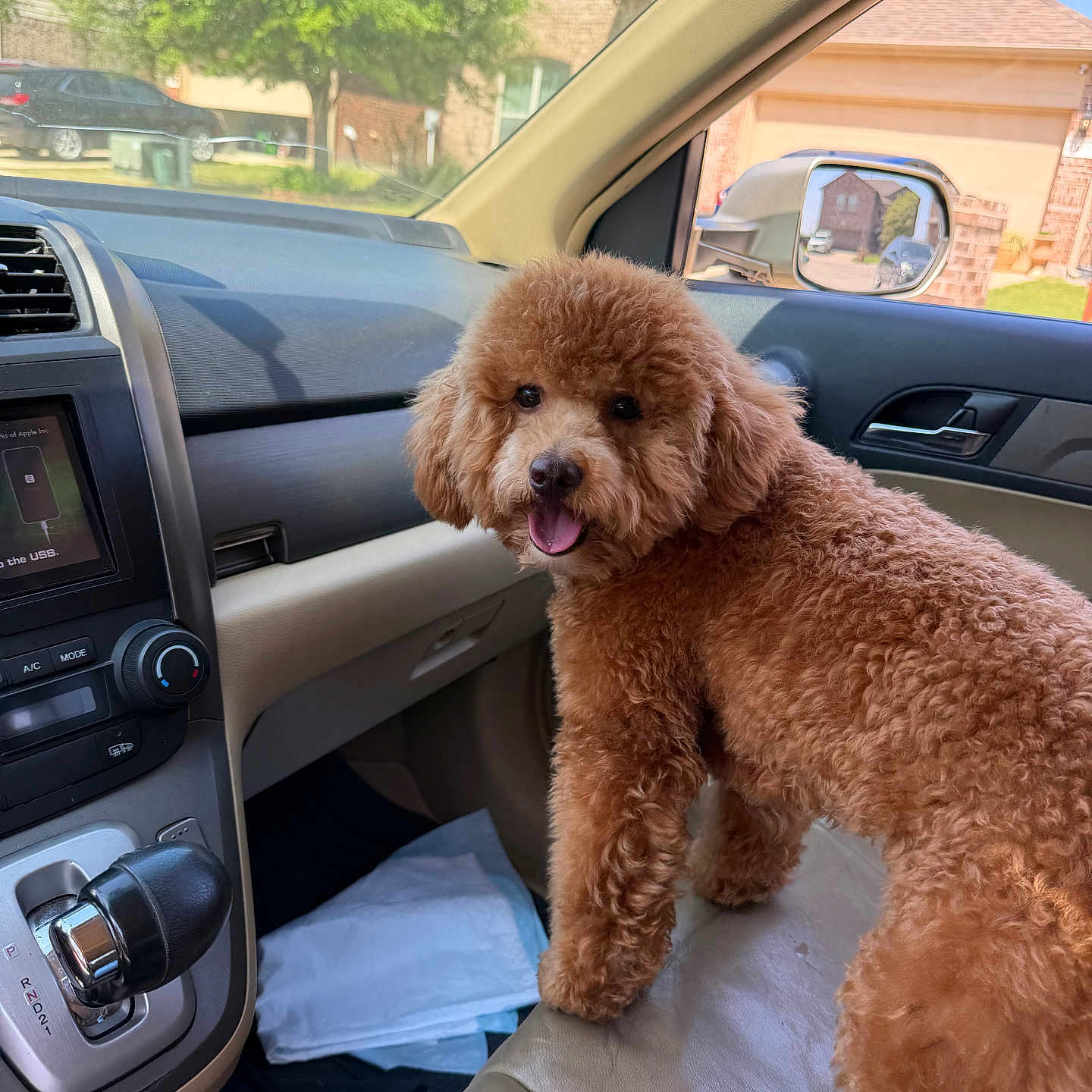 Charlie is registered to the contest to win money with this photo: dog, poodle, brown, curly_fur, car_interior, car_seat, dashboard, gear_shift, side_mirror, window, sunlight, suburban, tree, house, pet, animal, happy, tongue_out, vehicle, seat