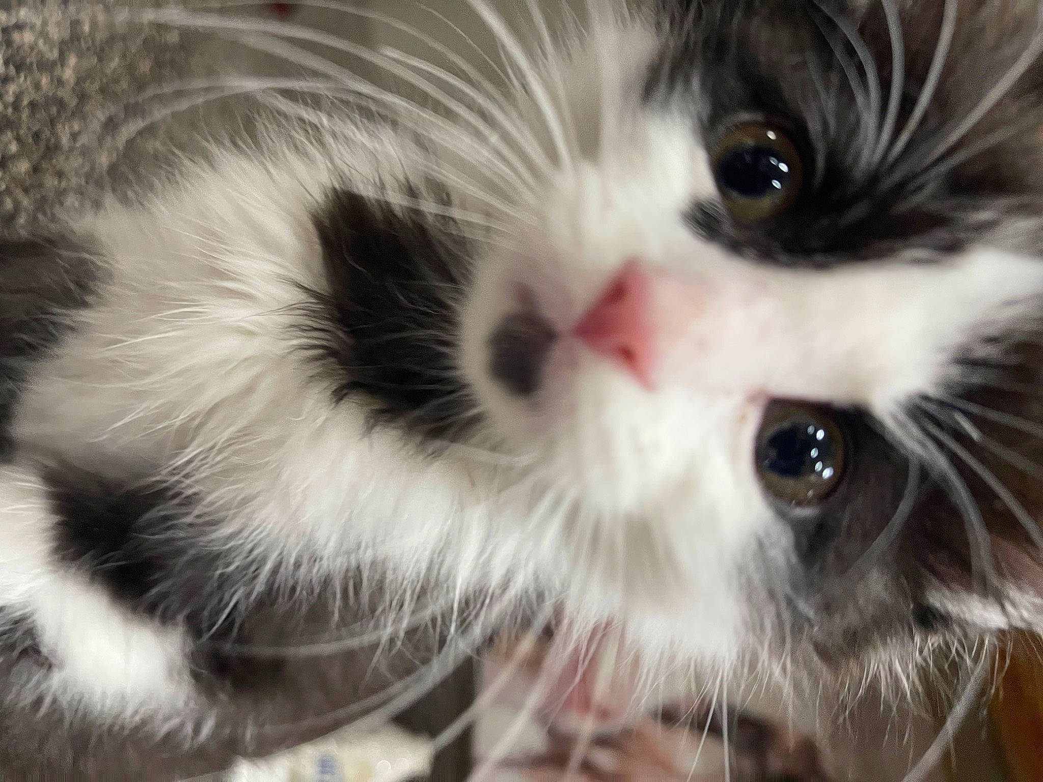 Floyd joined the competition — help win amazing prizes! carnivore, cat, claw, close_up, domestic_short_haired_cat, eye, eyelash, felidae, fur, paw, photo_caption, plant, small_to_medium_sized_cats, terrestrial_animal, whiskers