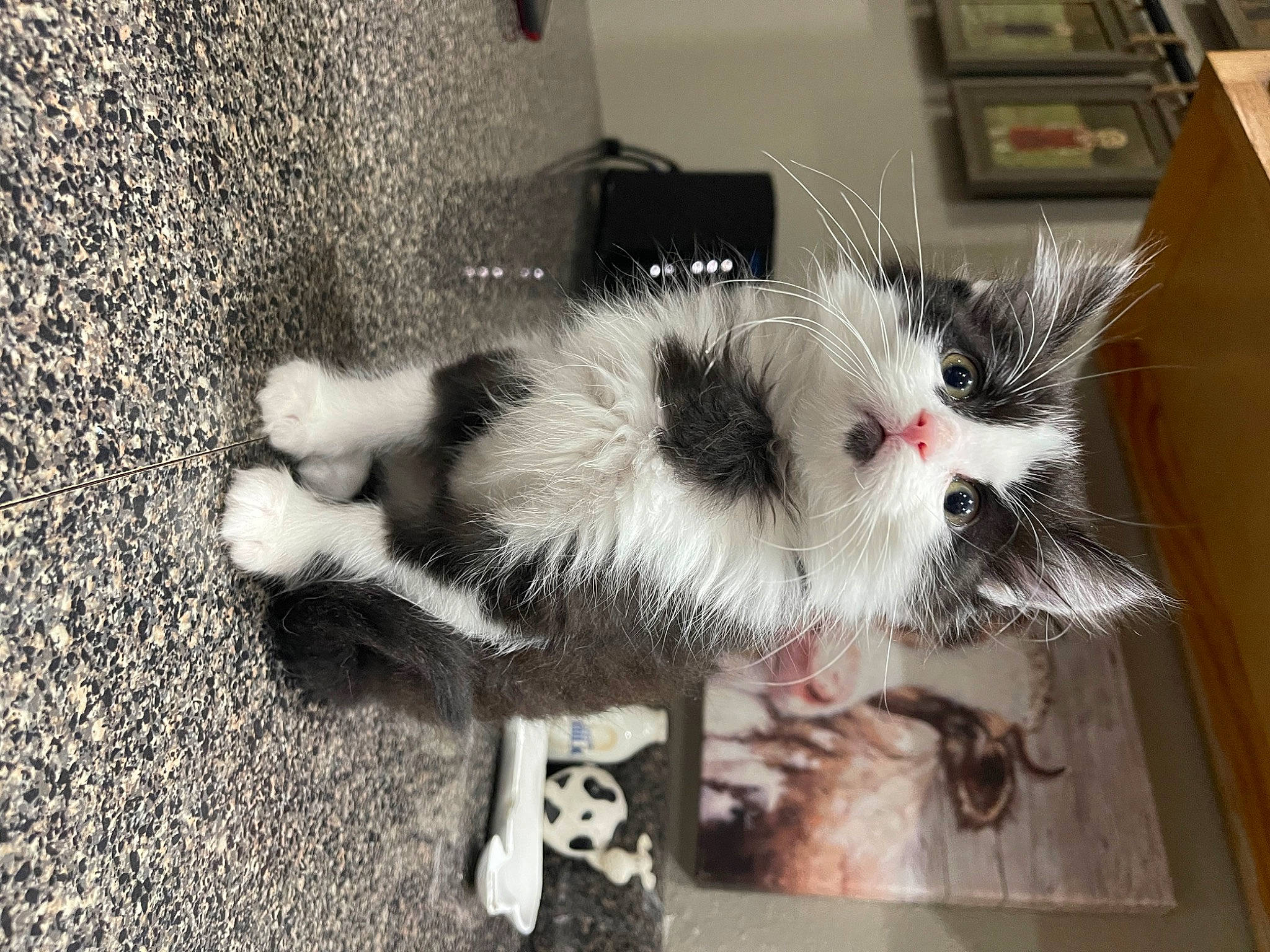 Floyd joined the competition — help win amazing prizes! asphalt, canidae, carnivore, cat, claw, companion_dog, concrete, domestic_short_haired_cat, fawn, felidae, flooring, foot, fur, paw, road_surface, small_to_medium_sized_cats, snout, soil, tail, whiskers