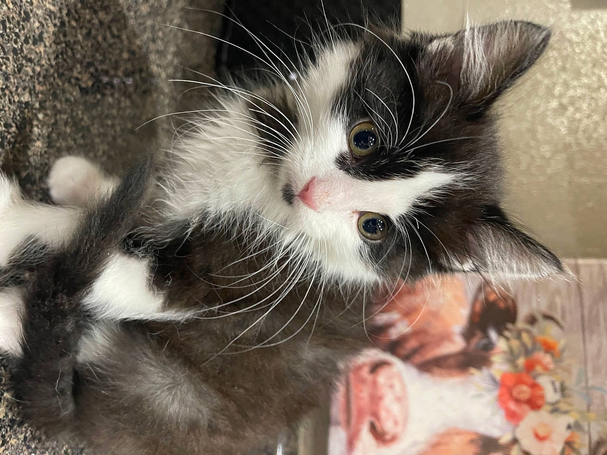 Floyd is registered to the contest to win money with this photo: carnivore, cat, claw, comfort, domestic_short_haired_cat, felidae, foot, fur, nap, paw, sleep, small_to_medium_sized_cats, snout, tail, whiskers