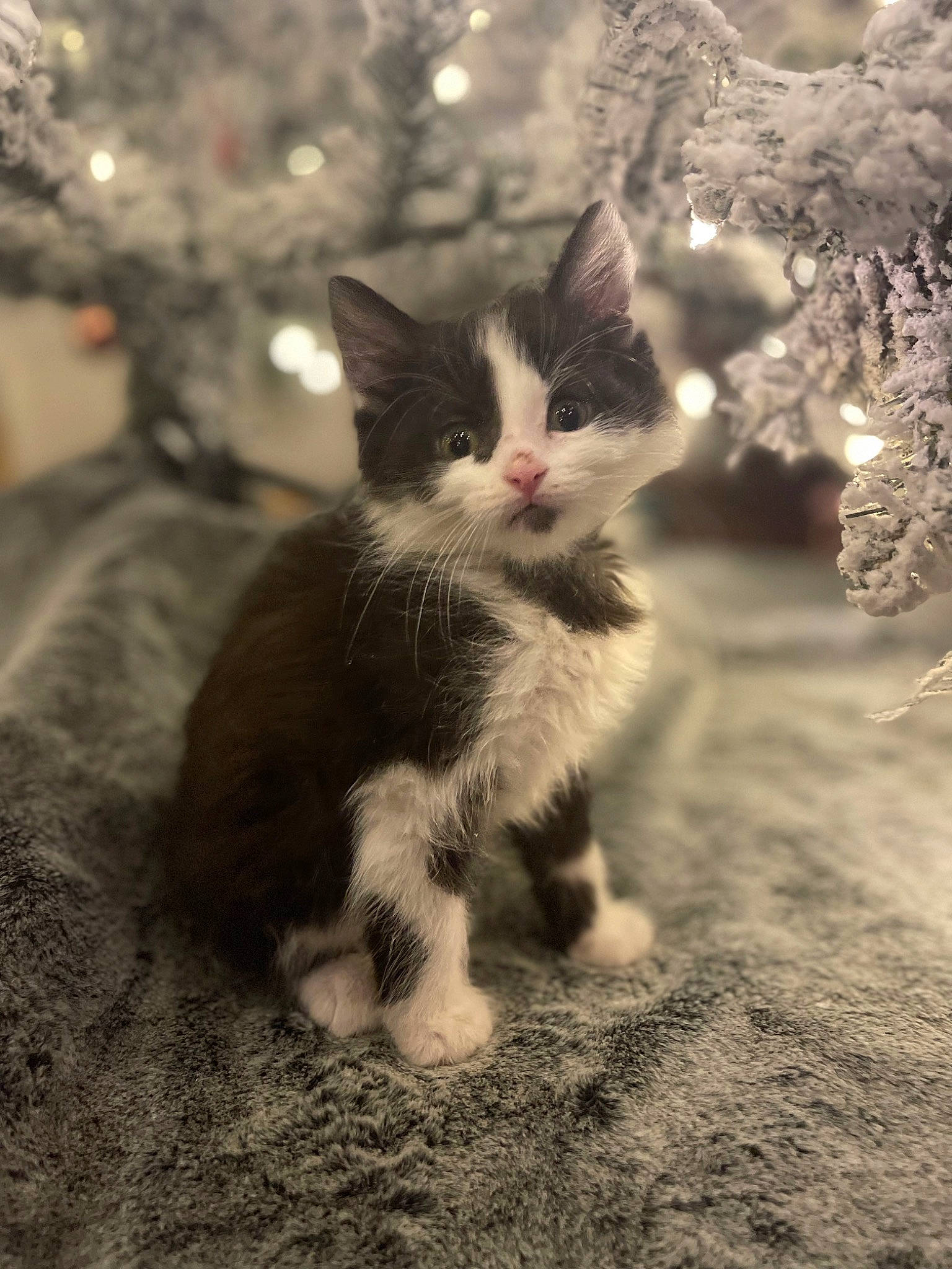 Floyd joined the competition — help win amazing prizes! carnivore, cat, domestic_short_haired_cat, eye, felidae, foot, fur, grass, monochrome, monochrome_photography, paw, plant, sand, small_to_medium_sized_cats, snout, tail, tints_and_shades, tree, whiskers, winter