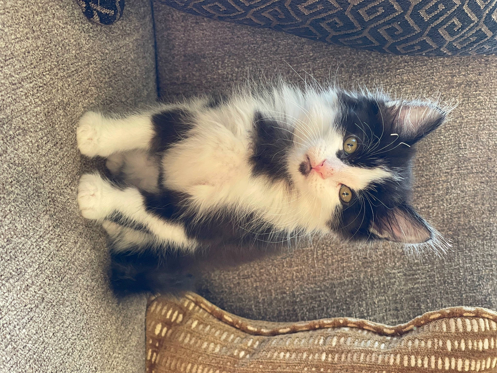 Floyd joined the competition — help win amazing prizes! carnivore, cat, claw, cloud, comfort, domestic_short_haired_cat, felidae, flooring, foot, fur, love, paw, sky, small_to_medium_sized_cats, snout, square, tail, tints_and_shades, whiskers, wood