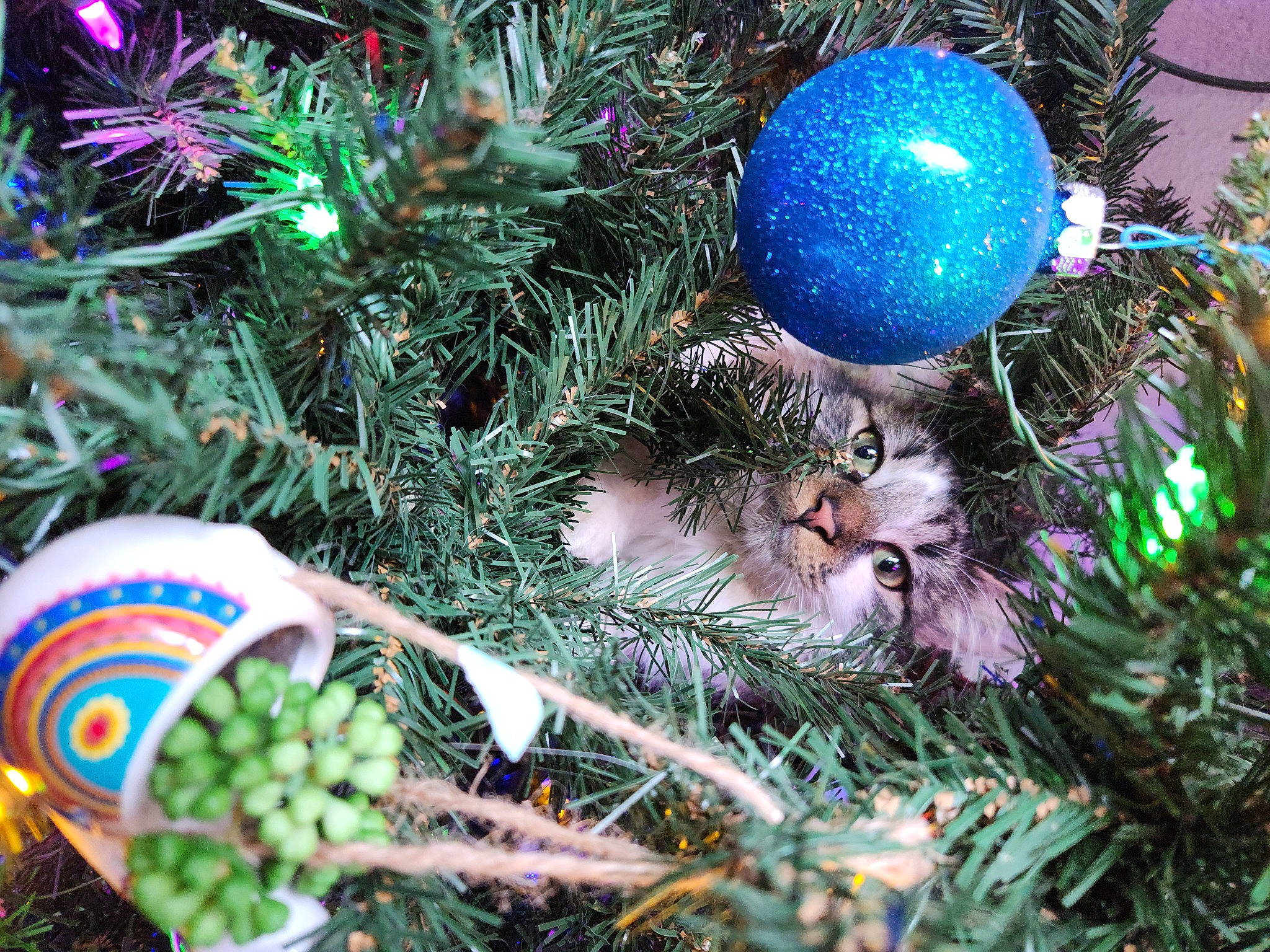 Henry joined the competition — help win amazing prizes! ball, christmas, christmas_decoration, christmas_eve, christmas_ornament, christmas_tree, conifer, electric_blue, event, evergreen, grass, holiday, holiday_ornament, larch, light, ornament, plant, shortstraw_pine, terrestrial_plant, woody_plant