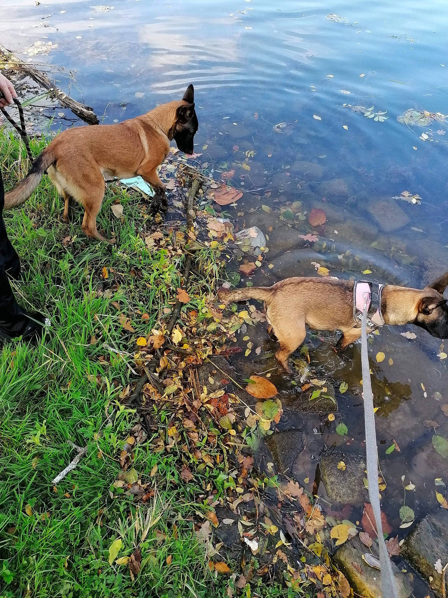 Raika a rejoint le concours — aidez-le/la à gagner de superbes lots ! akita, autumn, canidae, carnivore, coast, dog, dog_breed, dog_hiking, dog_walking, fawn, hill, leaf, leash, mountain, non_sporting_group, norwegian_lundehund, plant, tree, walking, working_dog