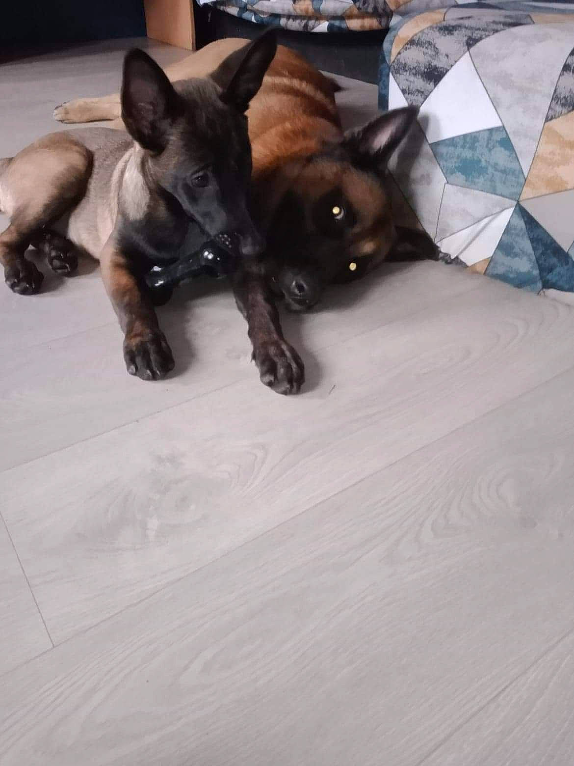 Raika a rejoint le concours — aidez-le/la à gagner de superbes lots ! burmese, canidae, carnivore, cat, fawn, felidae, floor, flooring, kitten, small_to_medium_sized_cats, tail, whiskers