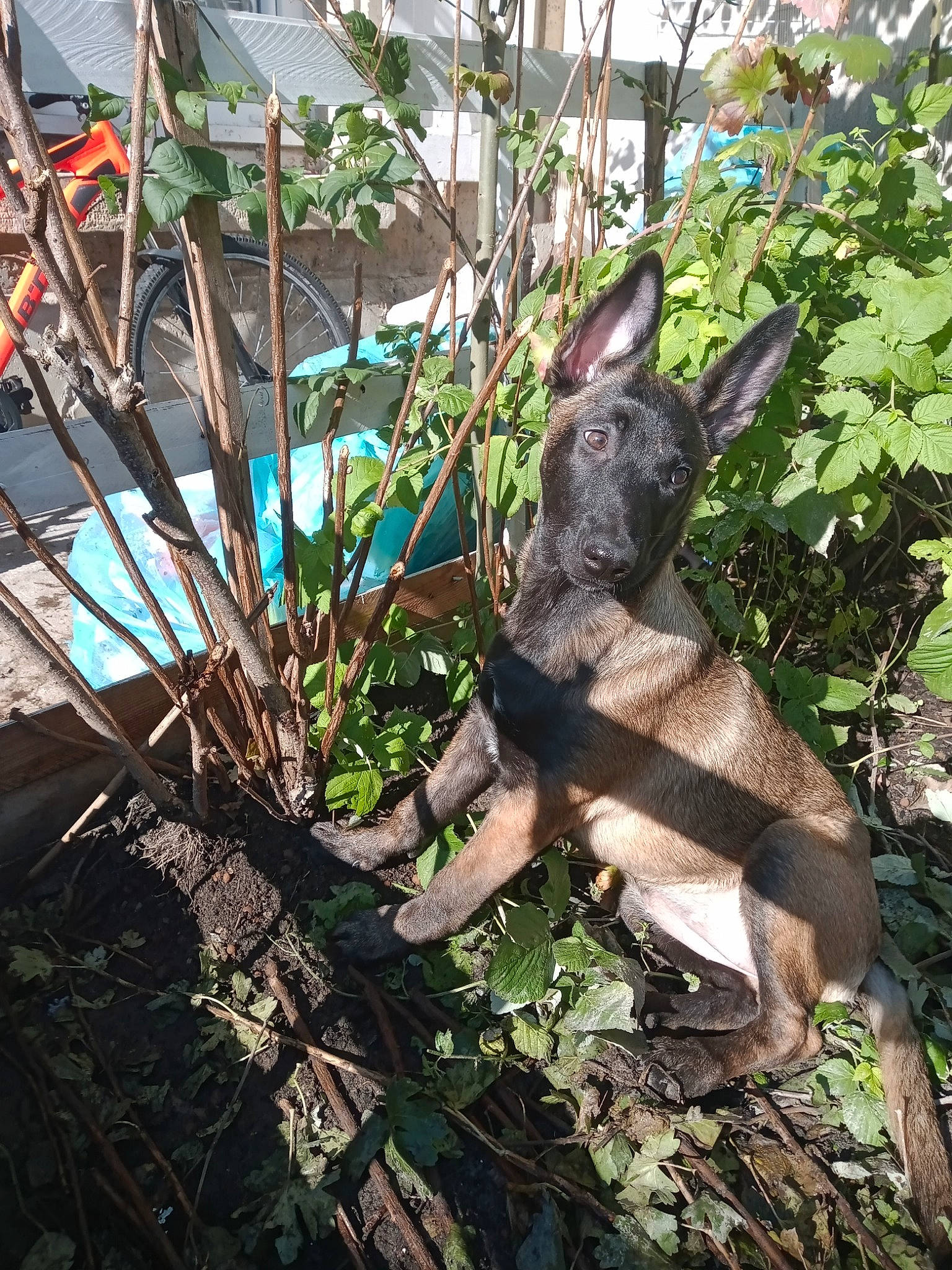 Raika participe au concours pour gagner de l'argent avec cette photo : belgian_shepherd_malinois, canidae, carnivore, dog, dog_breed, dutch_shepherd_dog, fawn, flower, german_shepherd_dog, plant, tree