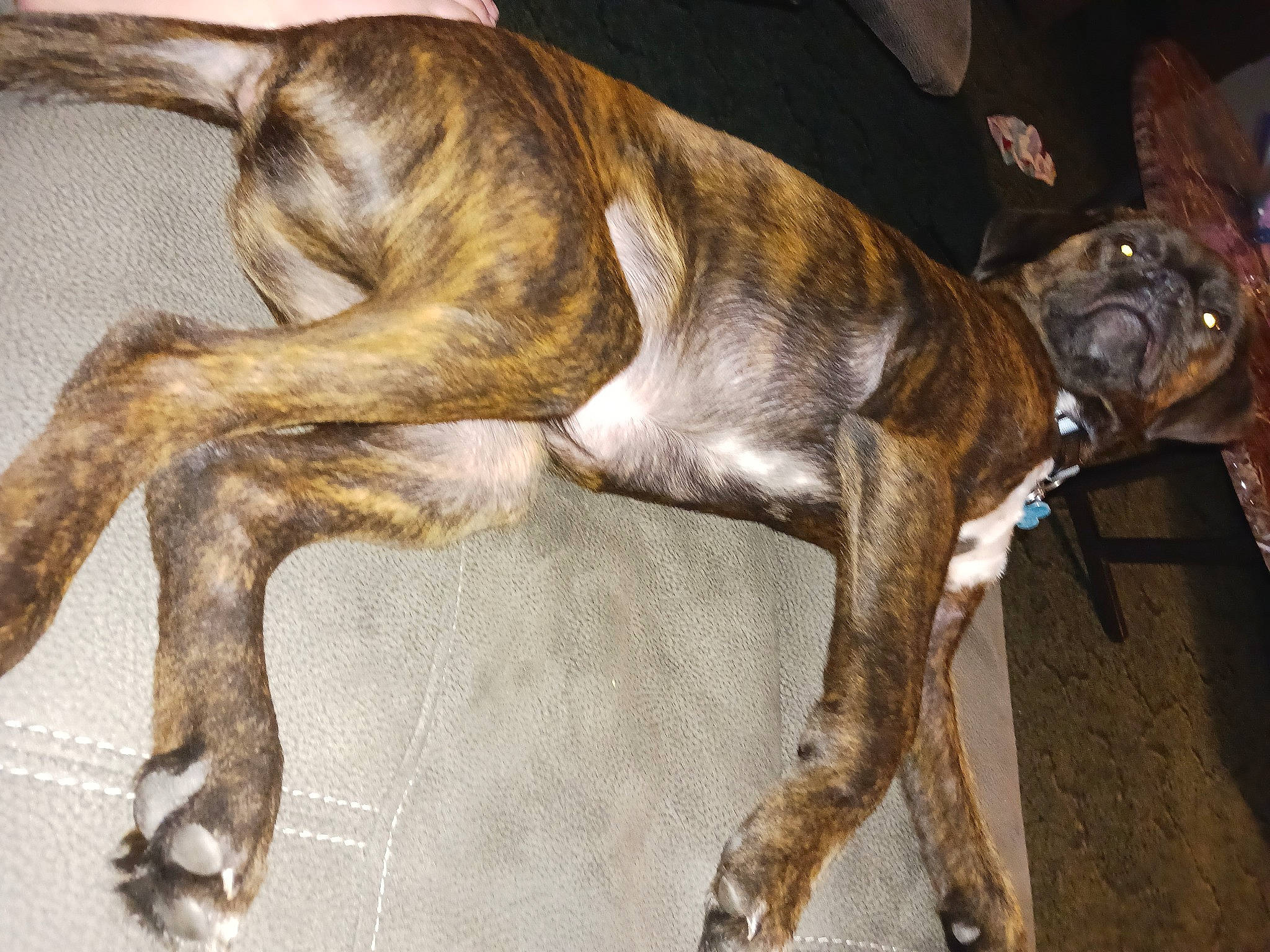 Koda joined the competition — help win amazing prizes! canidae, carnivore, collar, companion_dog, dog, dog_breed, dog_collar, fawn, liver, snout, sporting_group, tail, working_dog