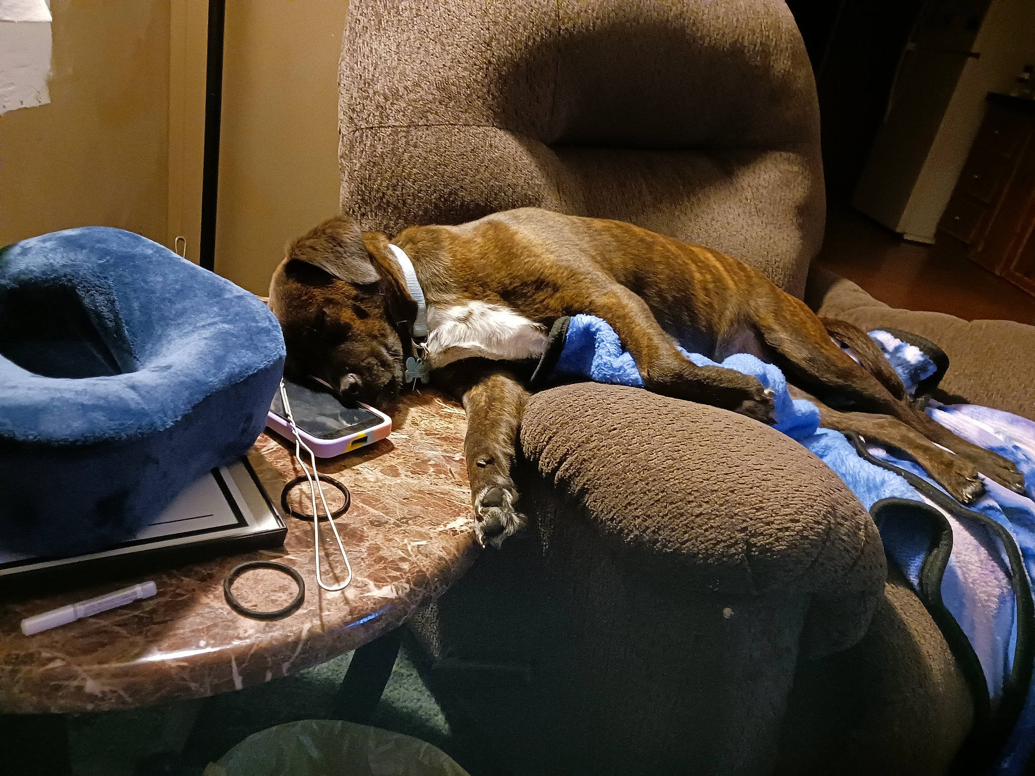 Koda is registered to the contest to win money with this photo: armrest, bag, canidae, carnivore, chair, comfort, dog_breed, fawn, felidae, linens, luggage_and_bags, musical_instrument, nap, room, small_to_medium_sized_cats, sporting_group, tail, terrestrial_animal, whiskers, wood