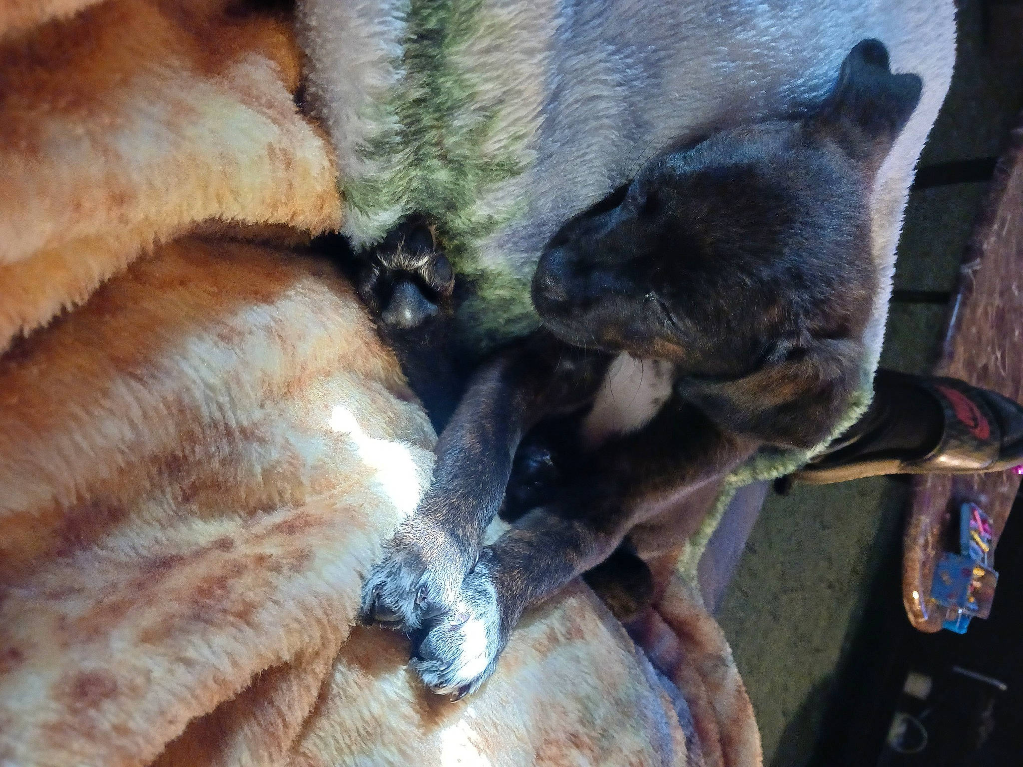 Koda joined the competition — help win amazing prizes! canidae, carnivore, claw, collar, companion_dog, dog, dog_breed, fawn, fur, guard_dog, paw, puppy, snout, sporting_group, tail, terrestrial_animal, whiskers, wildlife, wood, working_animal