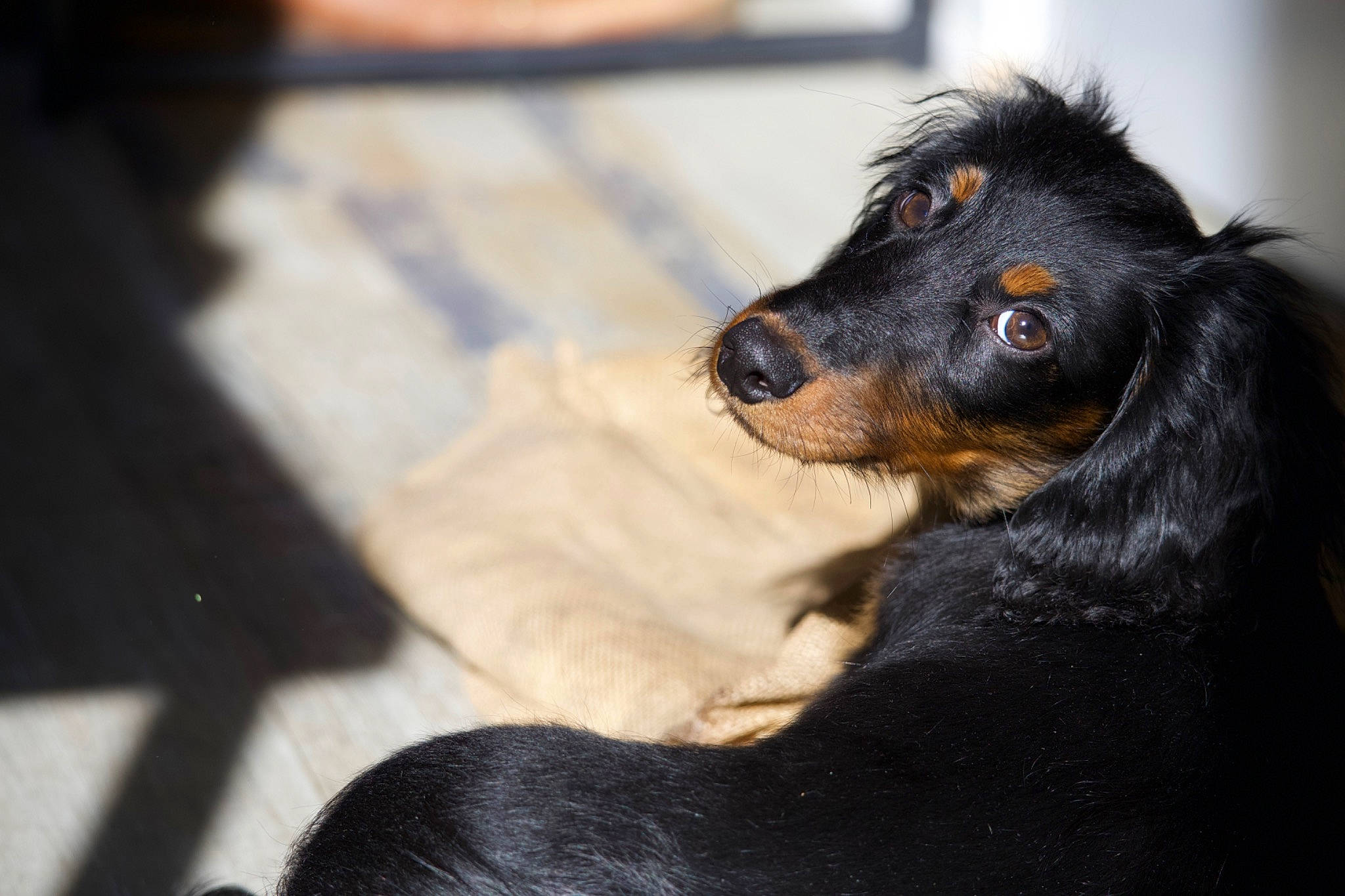 Ulysse a rejoint le concours — aidez-le/la à gagner de superbes lots ! bathtub, canidae, carnivore, companion_dog, dog, dog_breed, dog_supply, fur, guard_dog, pet_supply, snout, sporting_group, terrestrial_animal, whiskers, working_animal, working_dog