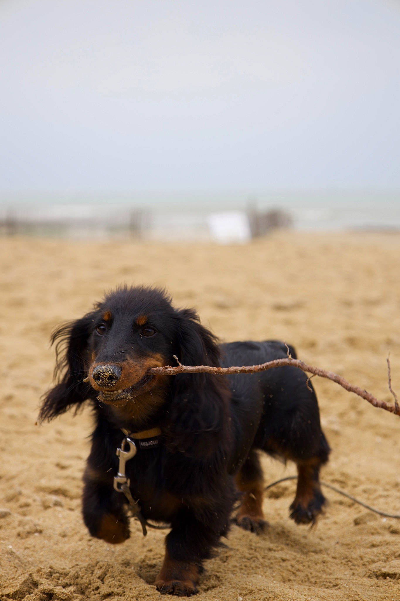 Ulysse a rejoint le concours — aidez-le/la à gagner de superbes lots ! canidae, carnivore, companion_dog, dog, dog_breed, ecoregion, fur, hat, landscape, liver, retriever, sand, sky, soil, spaniel, sporting_group, tail, terrestrial_animal, working_animal, working_dog