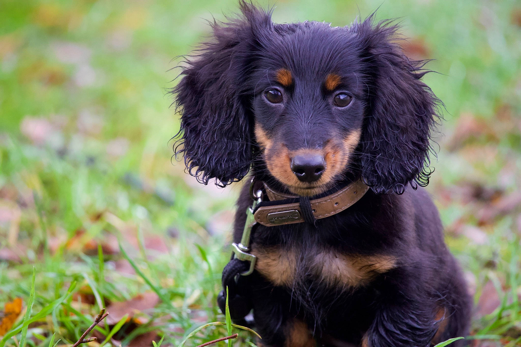 Ulysse a rejoint le concours — aidez-le/la à gagner de superbes lots ! biting, canidae, carnivore, collar, companion_dog, dog, dog_breed, grass, hunting_dog, liver, snout, sporting_group, terrestrial_animal, working_animal, working_dog