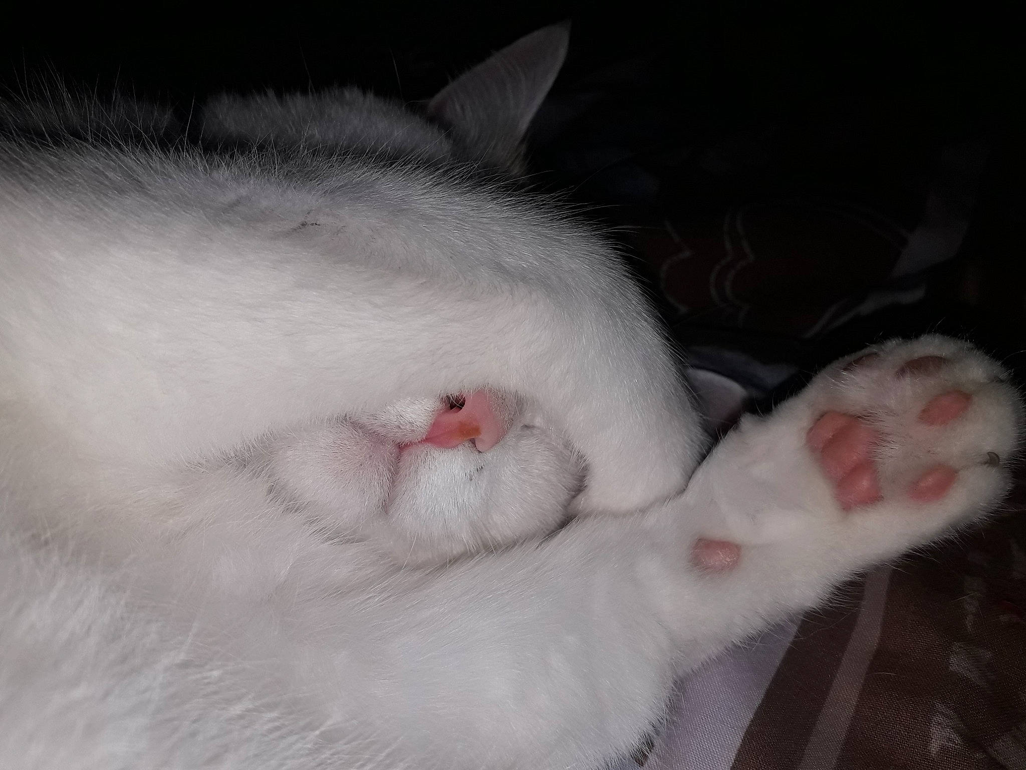 Zizou a rejoint le concours — aidez-le/la à gagner de superbes lots ! carmine, carnivore, cat, claw, comfort, domestic_short_haired_cat, ear, eye, felidae, foot, fur, nail, paw, small_to_medium_sized_cats, snout, tail, whiskers