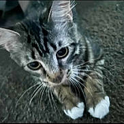 Loki joined the competition — help win amazing prizes! kitten, cat, tabby, white_paws, carpet, pet, animal, whiskers, cute, curious, young_cat, feline, indoor, closeup, looking_up, ears, fur, playful, domestic_cat, small