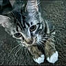 kitten, cat, tabby, white_paws, carpet, pet, animal, whiskers, cute, curious, young_cat, feline, indoor, closeup, looking_up, ears, fur, playful, domestic_cat, small