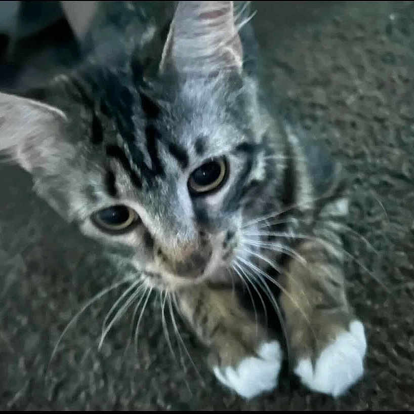 Loki