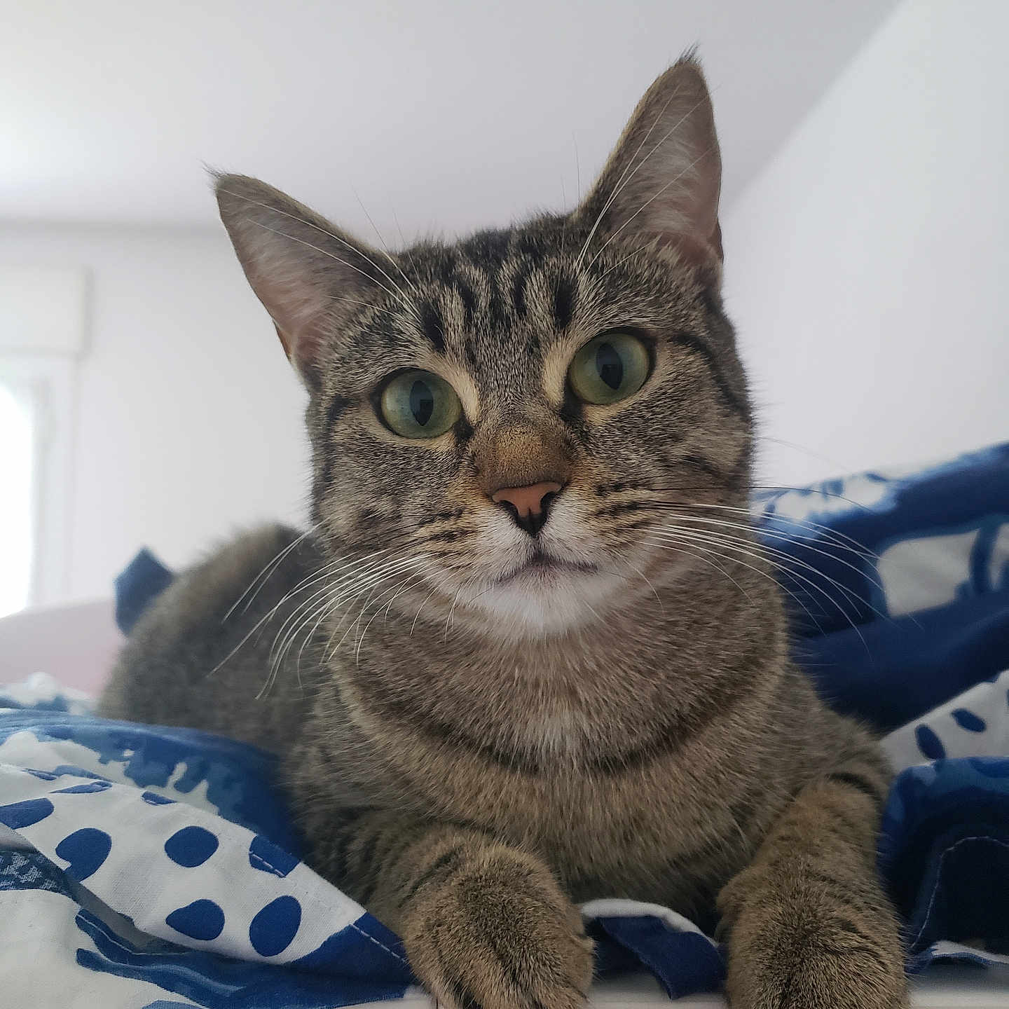 Hedda a rejoint le concours — aidez-le/la à gagner de superbes lots ! abyssinian, animal, blanket, cat, couch, cushion, furniture, homedecor, kitten, manx, pet, siamese