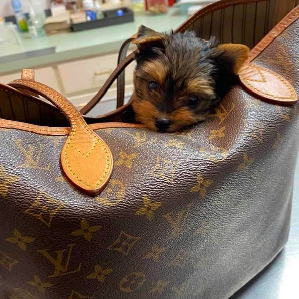 Louis is registered to the contest to win money with this photo: australian_silky_terrier, australian_terrier, canidae, carnivore, companion_dog, dog, dog_breed, morkie, norwich_terrier, puppy, rare_breed_dog, small_terrier, snout, terrier, toy_dog, yorkipoo, yorkshire_terrier