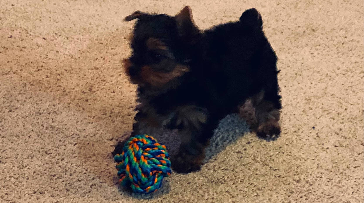 Louis is registered to the contest to win money with this photo: affenpinscher, cairn_terrier, canidae, carnivore, companion_dog, dog, dog_breed, mammal, morkie, puppy, rare_breed_dog, schnoodle, small_terrier, sporting_lucas_terrier, terrier, toy_dog, yorkipoo, yorkshire_terrier