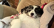 Onyx joined the competition — help win amazing prizes! puppy, dog, couch, blanket, indoor, relaxed, sleepy, fluffy, black_and_white, pet, cozy, furniture, living_room, cute, animal, soft, snuggling, comfort, resting, young