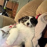 puppy, dog, couch, blanket, indoor, relaxed, sleepy, fluffy, black_and_white, pet, cozy, furniture, living_room, cute, animal, soft, snuggling, comfort, resting, young
