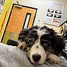 Onyx is registered to the contest to win money with this photo: puppy, dog, blue_eyes, close_up, indoor, veterinary_clinic, door, poster, pet_care, fur, animal, cute, resting, looking, nose, paw, gray_surface, black_and_white_fur, young_dog, canine