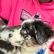 Onyx is registered to the contest to win money with this photo: puppy, dog, blue_eyes, bow_tie, fur, pet, close_up, pink_sweatshirt, person, indoor, cute, animal, portrait, young_dog, black_and_white_fur, curious, cuddling, soft_light, face, companion