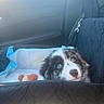 Onyx joined the competition — help win amazing prizes! puppy, dog, blue_eyes, car, car_seat, pet_carrier, toy, black_fur, white_fur, cute, looking_up, indoor, seat_cover, vehicle_interior, pet, animal, fur, young_dog, companion, pet_accessory