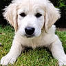 Baloo a rejoint le concours — aidez-le/la à gagner de superbes lots ! adorable, animal, black_nose, canine, closeup, cute, dog, ears, fur, golden_retriever, grass, greenery, laying, nature, outdoor, pet, portrait, puppy, whiskers, young