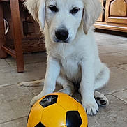 Baloo a rejoint le concours — aidez-le/la à gagner de superbes lots ! adorable, animal, cute, dog, domestic, floor, fur, home, indoor, looking_down, pet, playful, puppy, sitting, soccer_ball, tile, toy, white_fur, wooden_furniture, young_dog