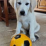 adorable, animal, cute, dog, domestic, floor, fur, home, indoor, looking_down, pet, playful, puppy, sitting, soccer_ball, tile, toy, white_fur, wooden_furniture, young_dog