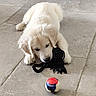 Baloo a rejoint le concours — aidez-le/la à gagner de superbes lots ! adorable, animal, ball, canine, chewing, cute, dog, floor, fur, golden_retriever, indoor, pet, playful, puppy, rope_toy, small, tile, toy, white, young_dog