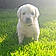 Baloo