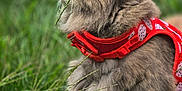Nimmie is registered to the contest to win money with this photo: cat, gray_cat, fluffy, grass, greenery, outdoor, pet, animal, feline, whiskers, harness, red_harness, strawberry_pattern, curious, side_profile, nature, close_up, sitting, playful, daylight