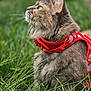cat, gray_cat, fluffy, grass, greenery, outdoor, pet, animal, feline, whiskers, harness, red_harness, strawberry_pattern, curious, side_profile, nature, close_up, sitting, playful, daylight