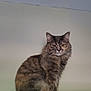 Nimmie is registered to the contest to win money with this photo: cat, tabby, feline, pet, animal, indoor, wooden_cabinet, perched, fur, ears, whiskers, face, eyes, sitting, home, furniture, looking, expression, domestic, quiet
