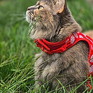 Nimmie is registered to the contest to win money with this photo: cat, gray_cat, fluffy, grass, greenery, outdoor, pet, animal, feline, whiskers, harness, red_harness, strawberry_pattern, curious, side_profile, nature, close_up, sitting, playful, daylight