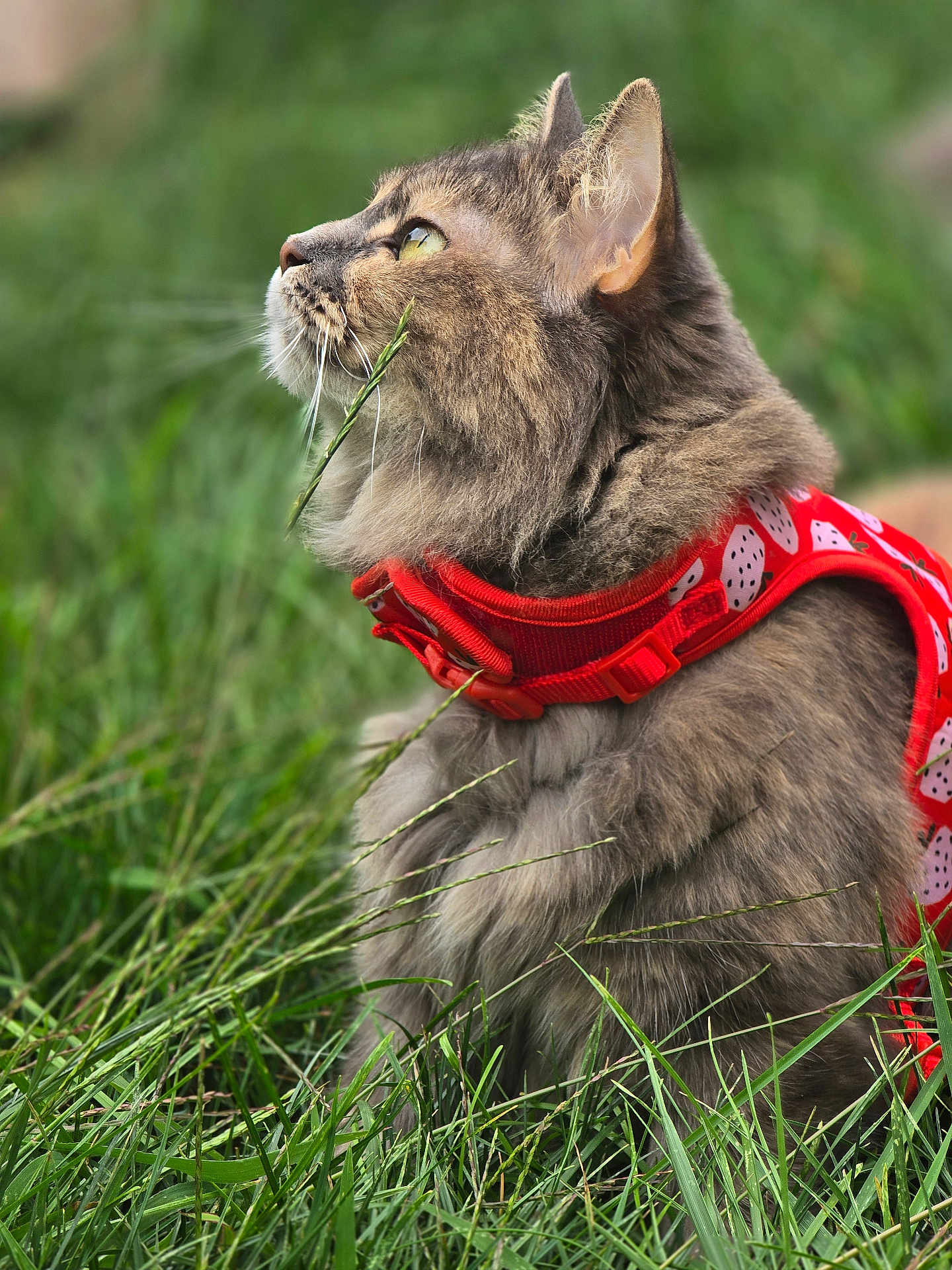 Nimmie is registered to the contest to win money with this photo: cat, gray_cat, fluffy, grass, greenery, outdoor, pet, animal, feline, whiskers, harness, red_harness, strawberry_pattern, curious, side_profile, nature, close_up, sitting, playful, daylight