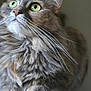 Nimmie joined the competition — help win amazing prizes! cat, fluffy, green_eyes, whiskers, close_up, portrait, feline, pet, curious, soft_fur, indoor, mammal, animal, cute, domestic_animal, long_hair, face, looking_up, tabby