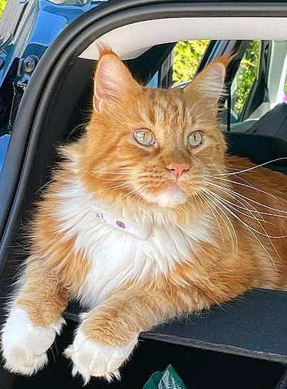 Nouchka participe au concours pour gagner de l'argent avec cette photo : automotive_exterior, automotive_lighting, automotive_tire, car, carnivore, cat, domestic_short_haired_cat, electric_blue, fawn, felidae, fur, hood, motor_vehicle, small_to_medium_sized_cats, snout, tail, tire, vehicle_door, whiskers, wood