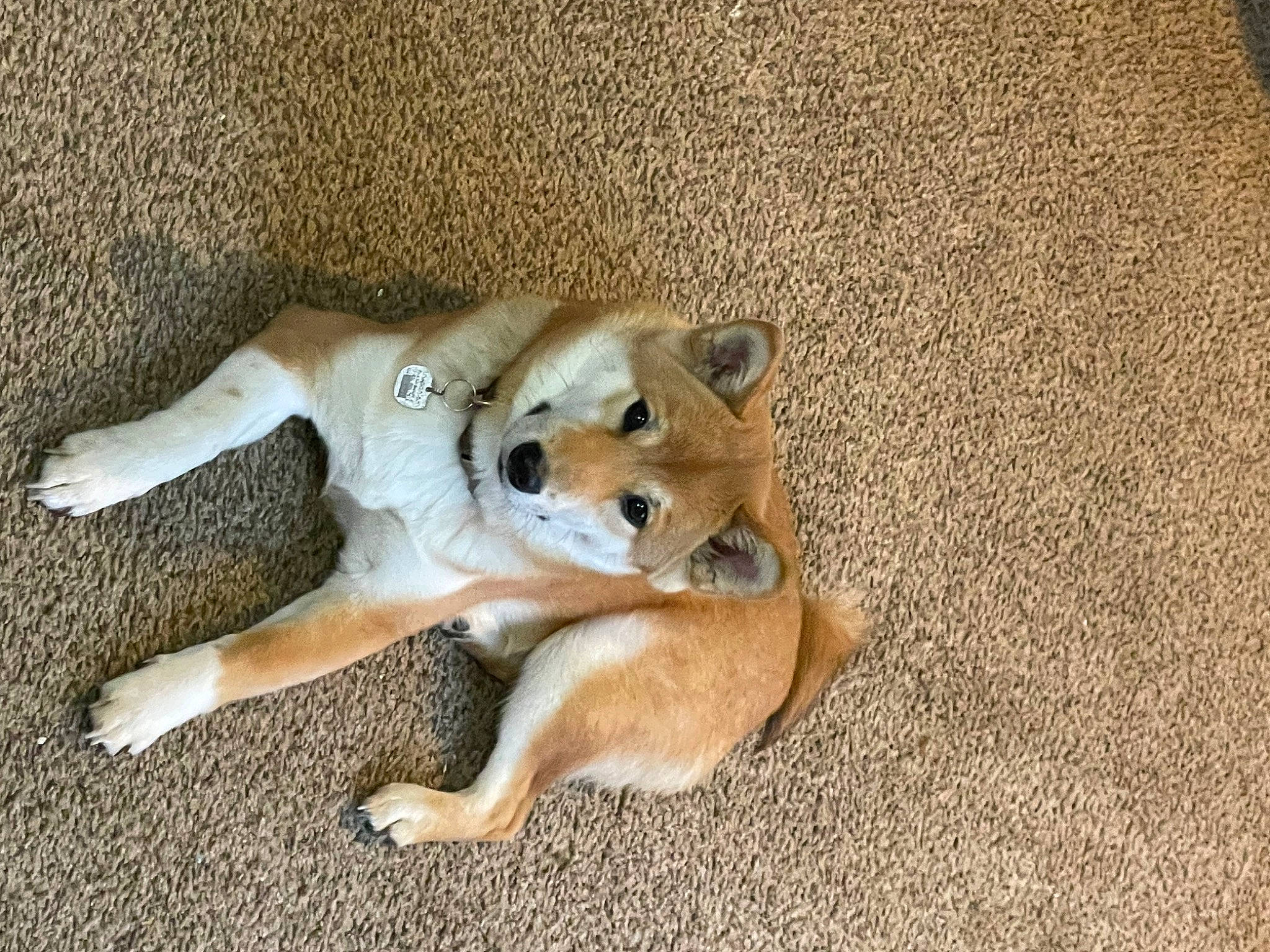 Theodore is registered to the contest to win money with this photo: canidae, carnivore, comfort, companion_dog, dog, dog_breed, fawn, flooring, foot, fur, hardwood, non_sporting_group, paw, snout, soil, sporting_group, tail, terrestrial_animal, whiskers, wildlife