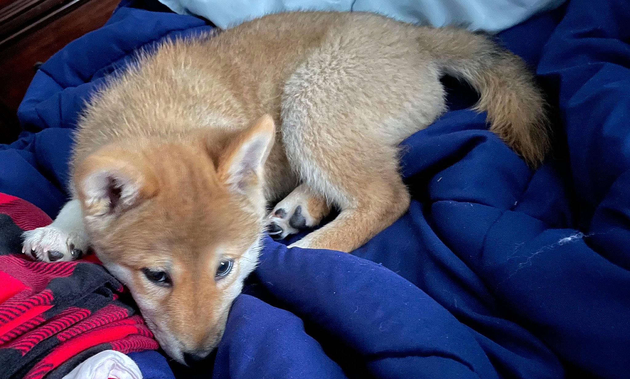 Theodore joined the competition — help win amazing prizes! canidae, canis, carnivore, collar, comfort, companion_dog, dingo, dog, dog_breed, electric_blue, fawn, fur, non_sporting_group, snout, spitz, sporting_group, tail, terrestrial_animal, whiskers, working_animal