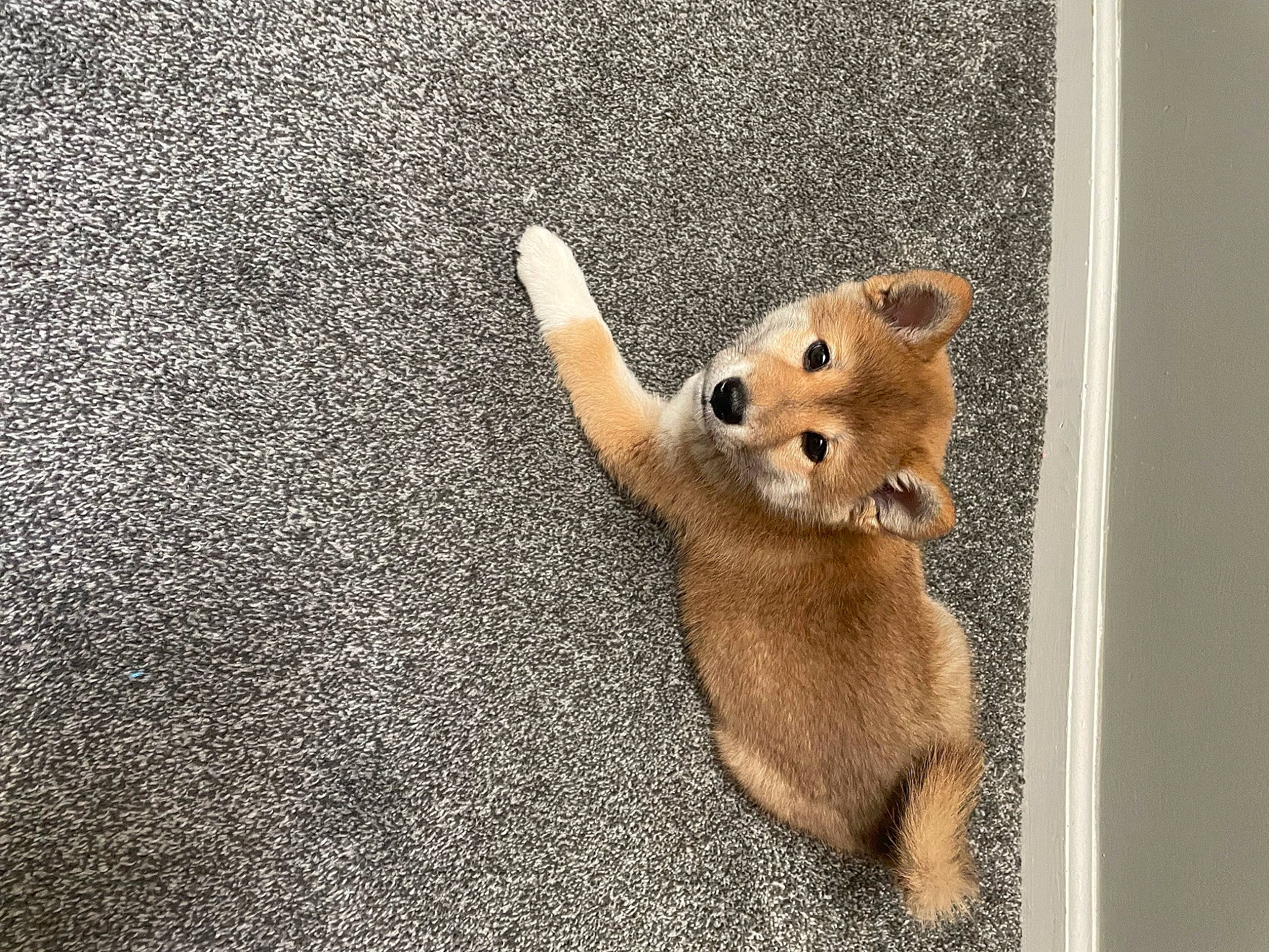 Theodore joined the competition — help win amazing prizes! asphalt, canidae, carnivore, companion_dog, dog, dog_breed, fawn, flooring, fur, paw, road_surface, snout, spitz, tail, terrestrial_animal, toy, whiskers, wildlife, window, wood