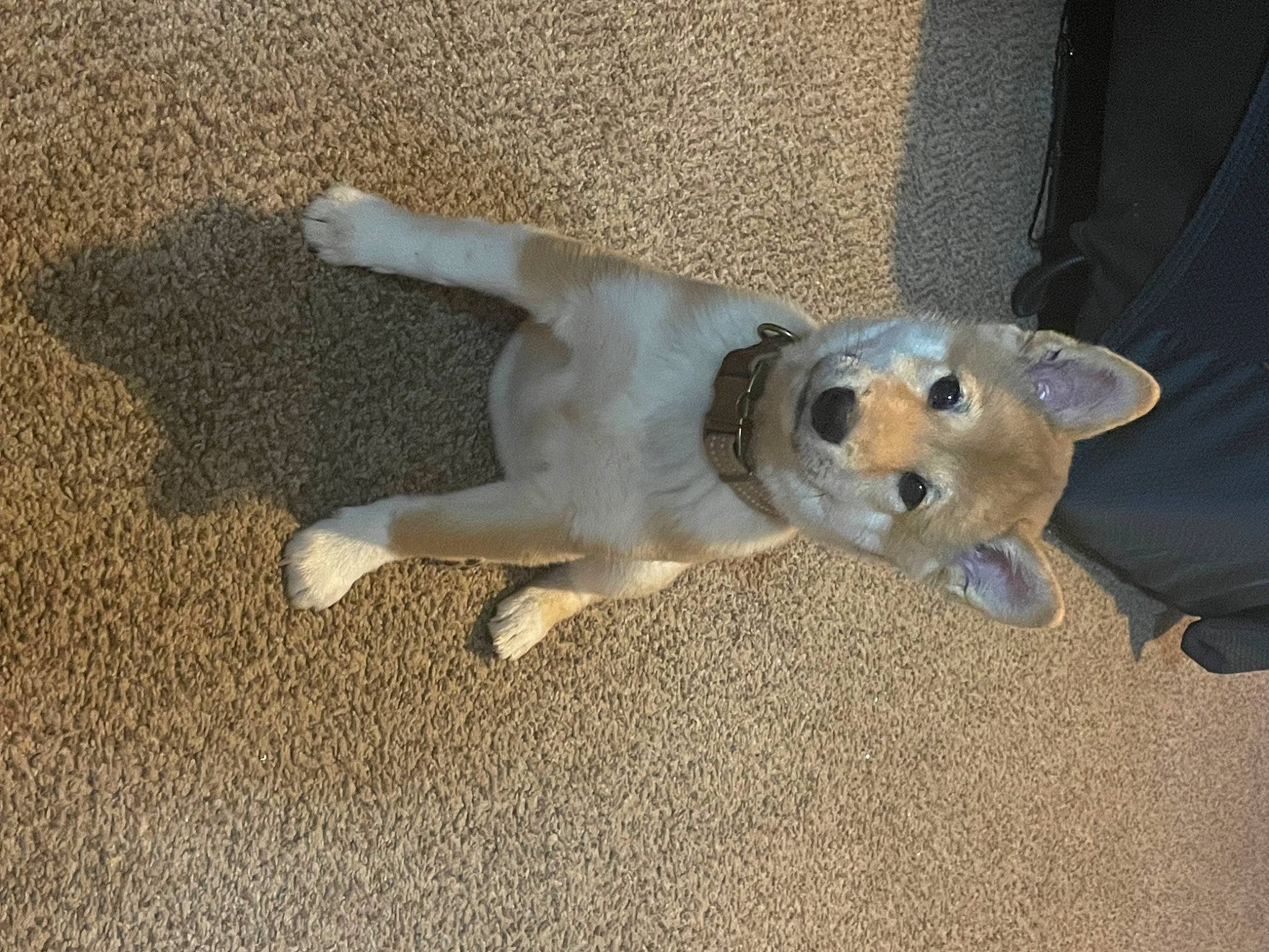 Theodore is registered to the contest to win money with this photo: asphalt, canidae, carnivore, companion_dog, dog, dog_breed, fawn, flooring, fur, non_sporting_group, paw, road_surface, shadow, snout, sporting_group, tail, terrestrial_animal, working_animal