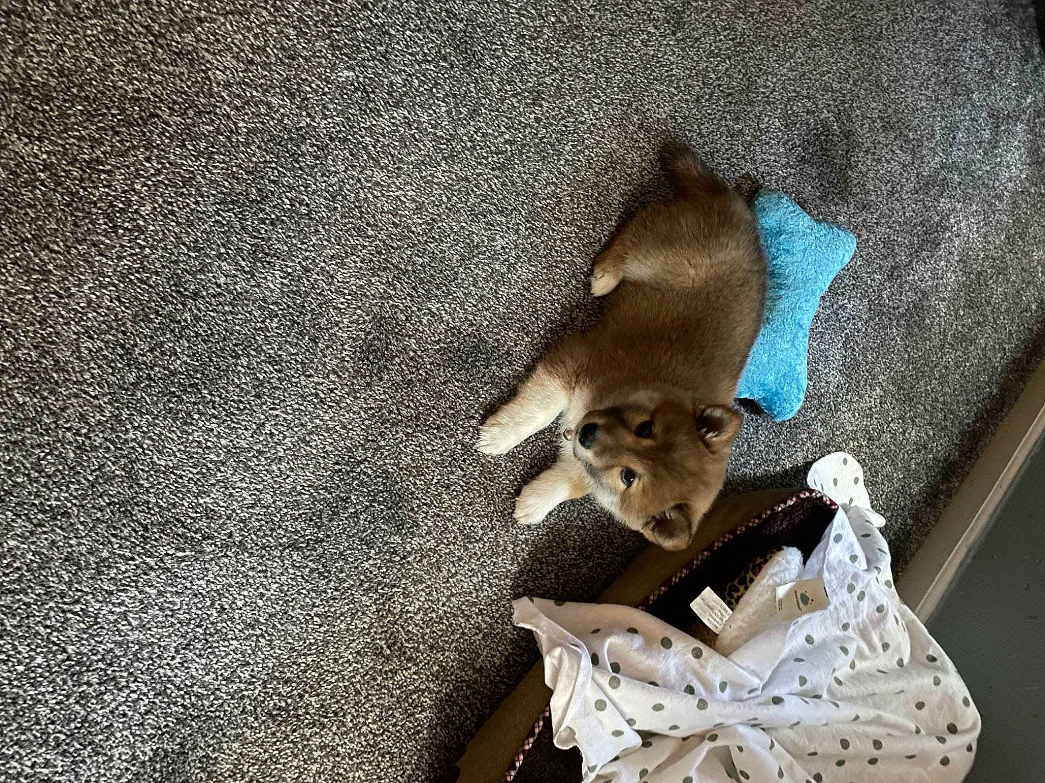 Theodore joined the competition — help win amazing prizes! bone, canidae, carnivore, comfort, fashion_accessory, fawn, felidae, fur, linens, metal, room, small_to_medium_sized_cats, snout, still_life_photography, tail, terrestrial_animal, toy, whiskers, wildlife, wood