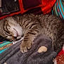 animal, blanket, cat, comfort, cozy, cute, domestic_cat, fur, indoor, kitten, nap, paw, peaceful, pet, resting, sleeping, soft, striped, tabby, young