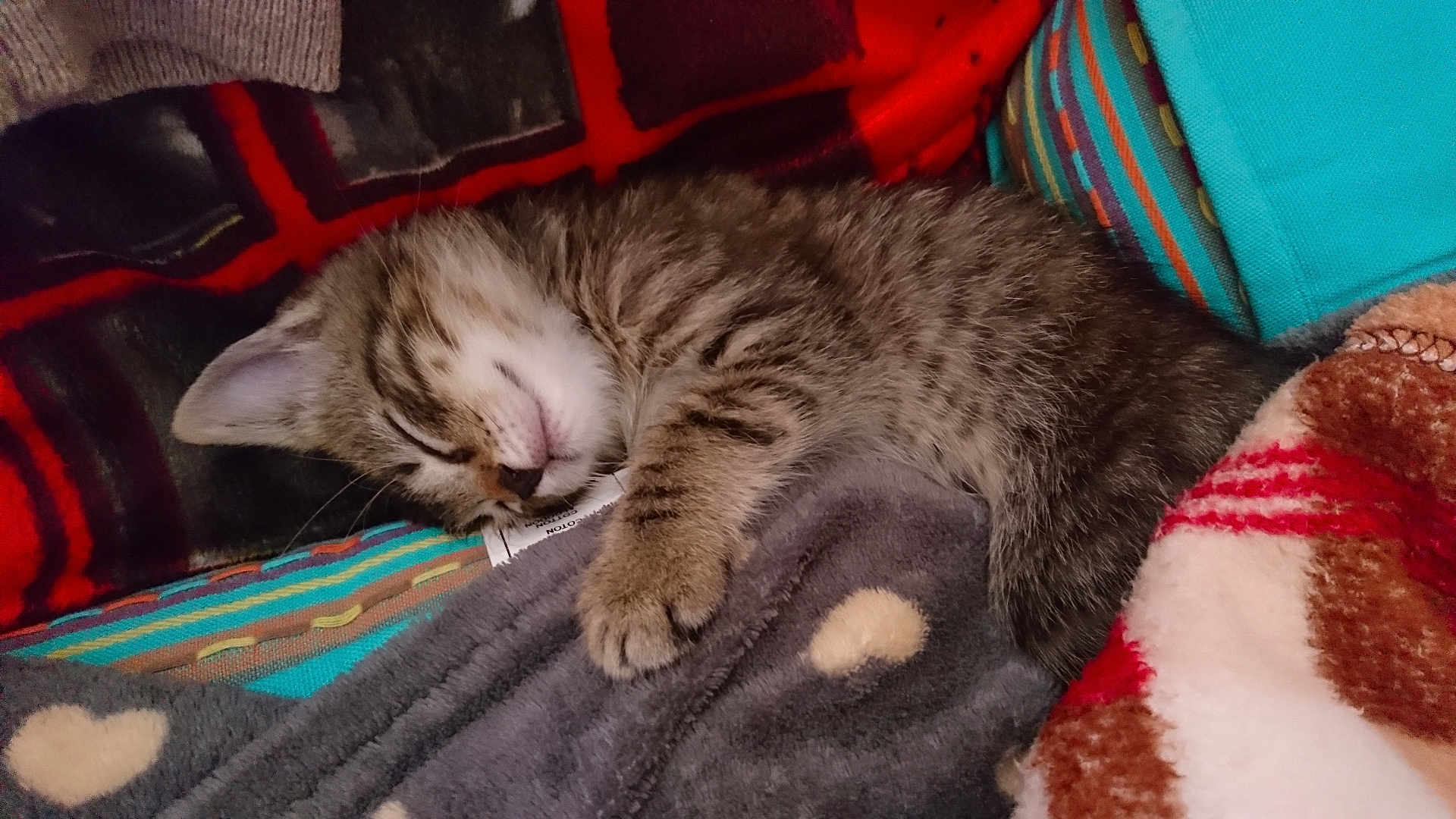 Mojito a rejoint le concours — aidez-le/la à gagner de superbes lots ! animal, blanket, cat, comfort, cozy, cute, domestic_cat, fur, indoor, kitten, nap, paw, peaceful, pet, resting, sleeping, soft, striped, tabby, young