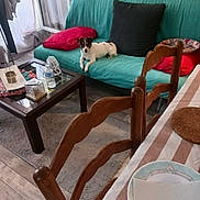 Mollye a rejoint le concours — aidez-le/la à gagner de superbes lots ! blanket, coffee_table, couch, curtain, decor, dog, floor, furniture, home_interior, knife, living_room, pet, pillow, plate, plush_toy, rug, tablecloth, water_bottle, window, wooden_chair