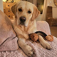 Aïko a rejoint le concours — aidez-le/la à gagner de superbes lots ! animal, blanket, canine, carpet, cozy, cute, decor, dog, face, furniture, golden_retriever, indoor, living_room, paw, pet, plush_toy, relaxed, soft_lighting, toy, wooden_drawer